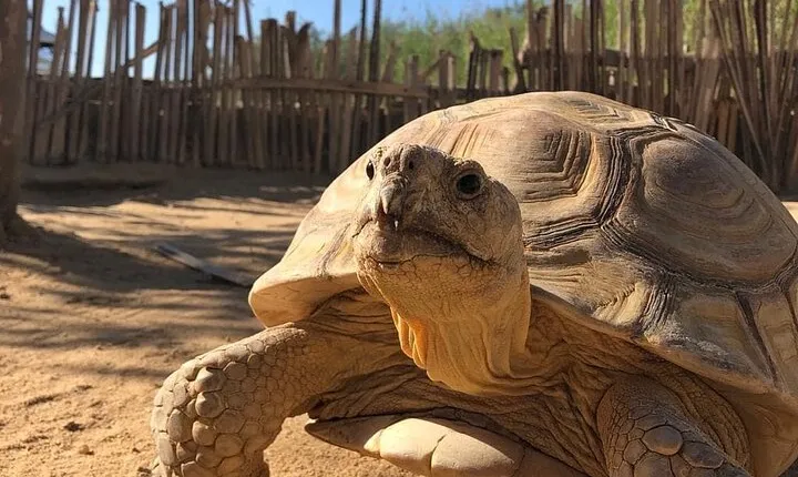 Africano Park Alexandria Safari From Cairo