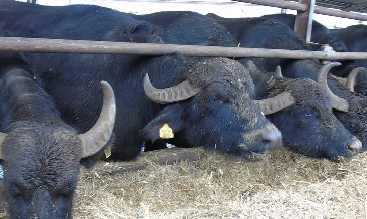 Pompeii Skip-The-Line and Naples Private FullDay from Rome