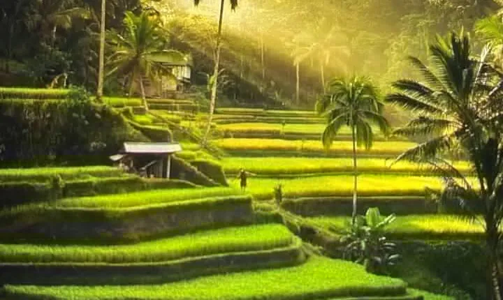 Ubud Highlight Rice Terrace,Waterfall,Temple and Art village