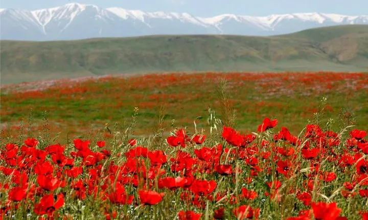 Trekking in Aksu-Zhabagly nature reserve (2 days)