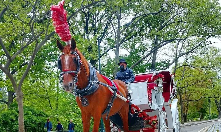 NYC Central Park VIP Horse and Carriage Ride