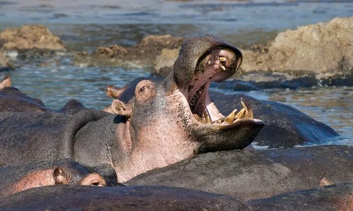 13 days/ 12 days Private group safari.