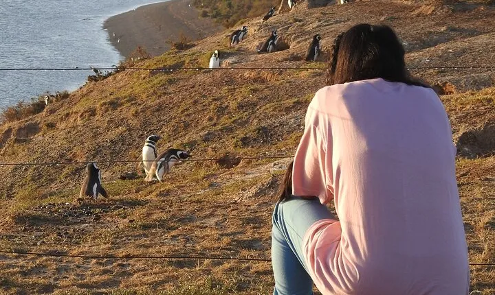 Shore Tours Peninsula Valdes Cruise Ship Passengers Puerto Madryn