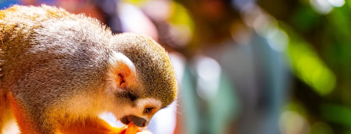 Monkeyland adventure park