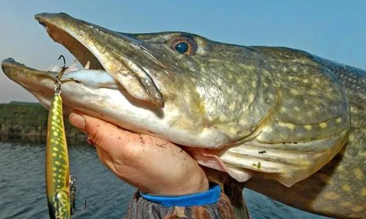 Pike shore fishing. Lough Corrib, Connemara .English/French speaking Ghillie.