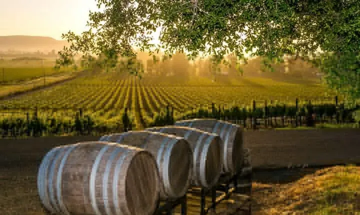 Fredericksburg Wine Tour with Three Winery Stops Plus Lunch