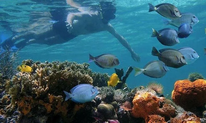 Private Full-day Dhow Cruise to Mnemba Island reef for Snorkeling