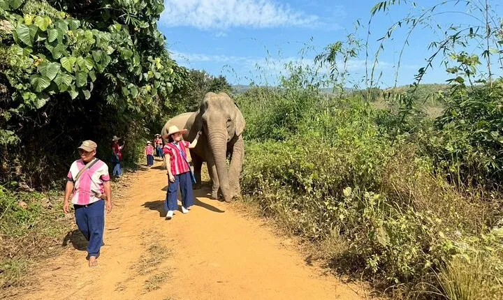 Elephant Care & Bathing Chiang Rai