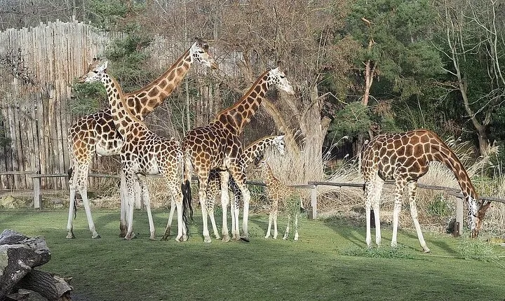 Giraffe Center, Karen Blixen, Beads and Bomas Cultural Dances