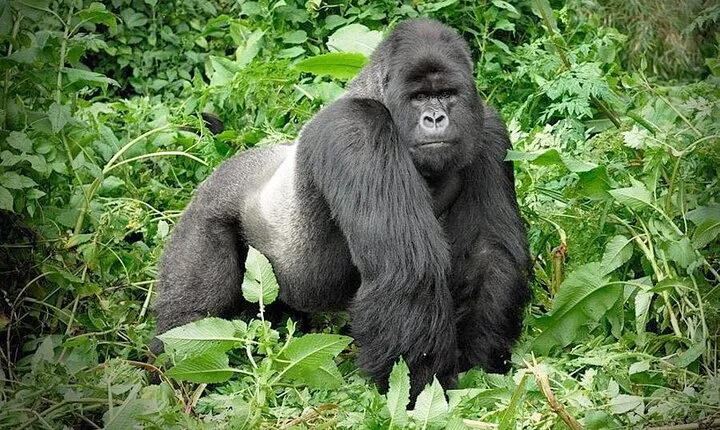 3 Days Gorilla Trekking Safari to Bwindi Impenetrable NP Uganda