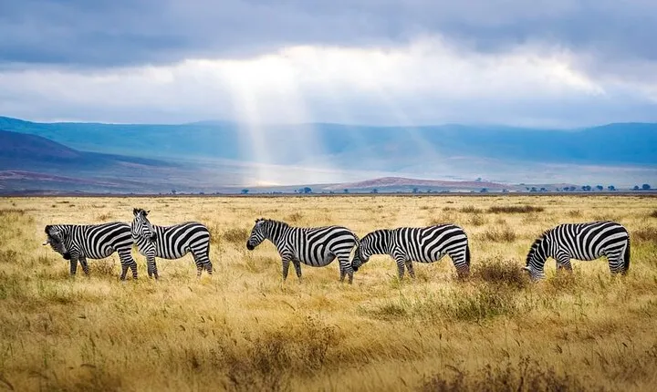 6-Day Luxury Safari in Northern Tanzania