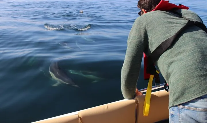 Dolphin watching and wildlife from Faro