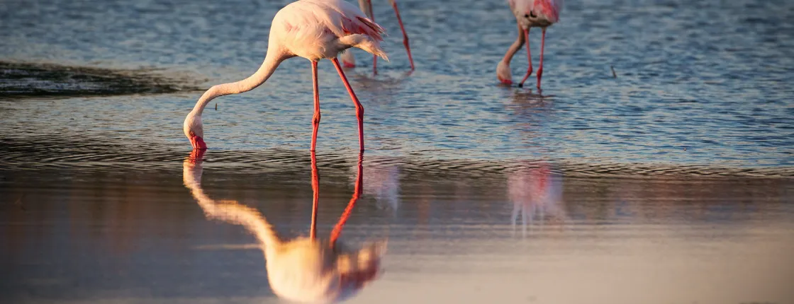 Flamingos oasis bike tour