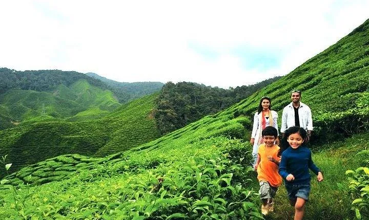 Private Cameron Highland Day Trip from Kuala Lumpur