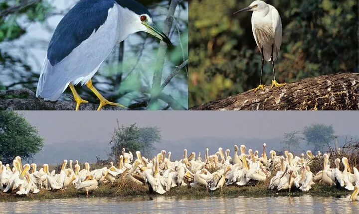 5 Day Golden Triangle Tour with Bharatpur Bird Sanctuary