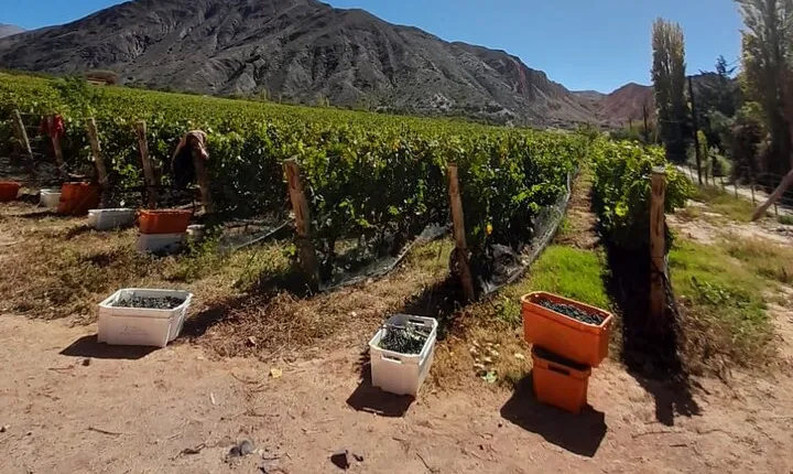 Jujuy Wine Route (Quebrada de Humahuaca)