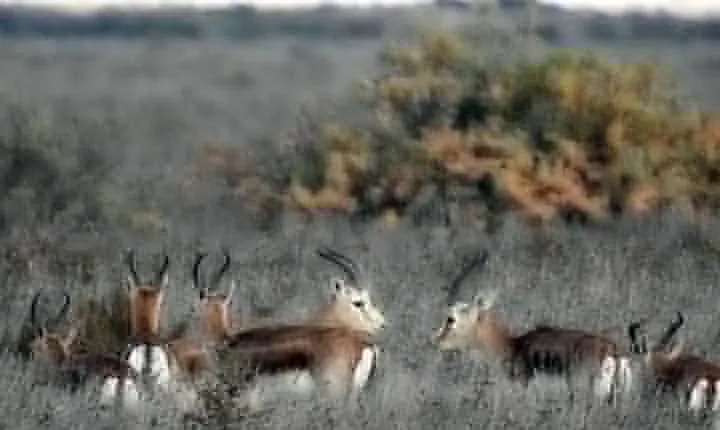 Shirvan National Park Tour