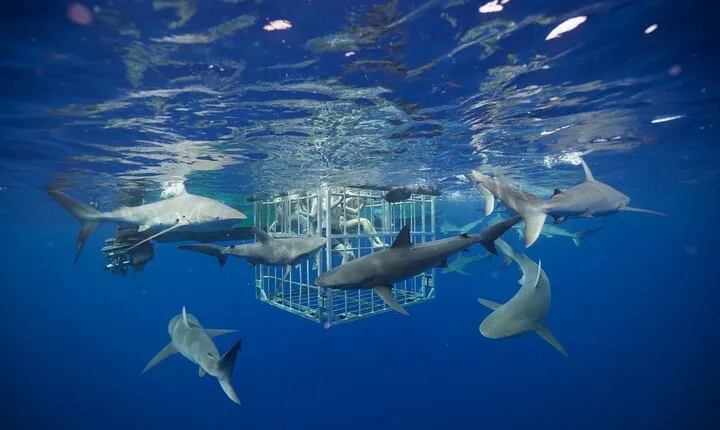 Shark Cage Diving On "The World Famous North Shore of Oahu", Hawaii