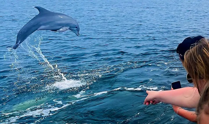 Dolphin Cruise Adventure in Pensacola Beach