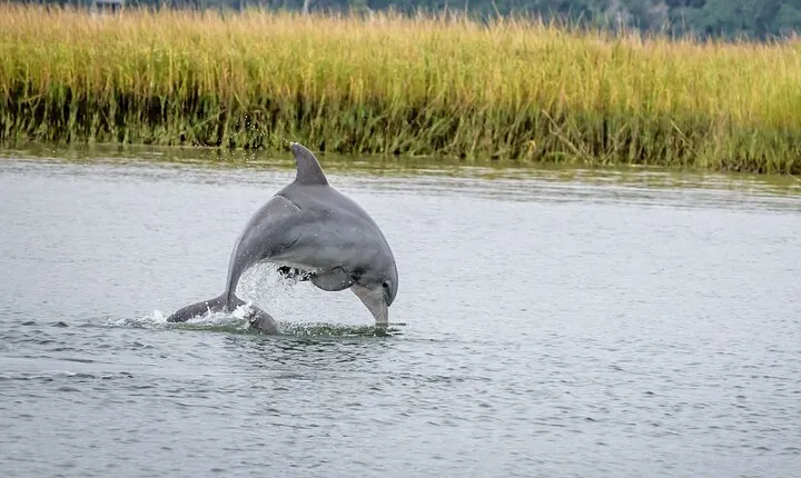 2 Hours Dolphin Eco Tour