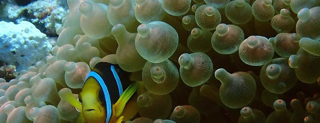 PADI Discover Scuba Diving from RIU Atoll and RIU Palace Maldivas