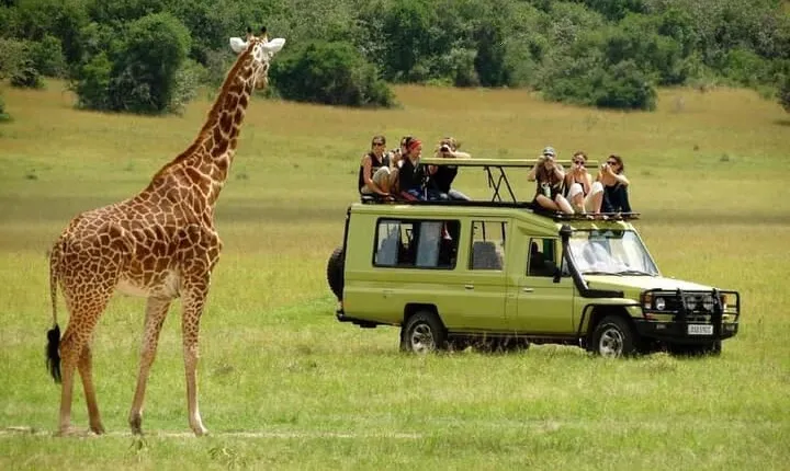 4-Day Majestic Group Tour in Safari