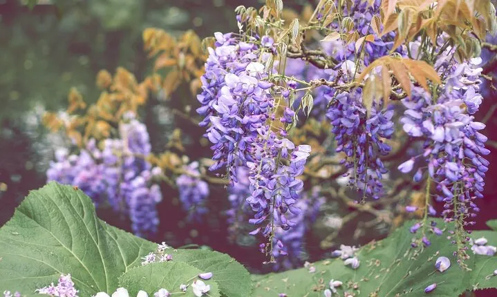 CDG Transfers with Giverny, Crepe tasting and cruise 