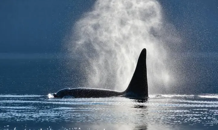 Narrated Whale Watching Cruise with Glacier View Stop