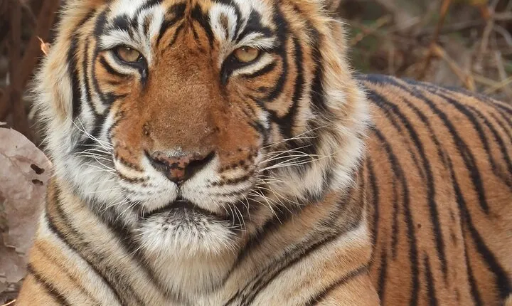 Ranthambore Tiger Safari Day Trip from Jaipur