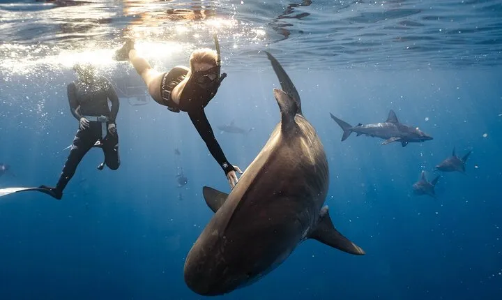 Shark Dive Private Charter No Cage