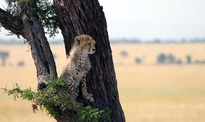 6-Day Tanzania Adventures Safaris - Group Joining Camping Safaris