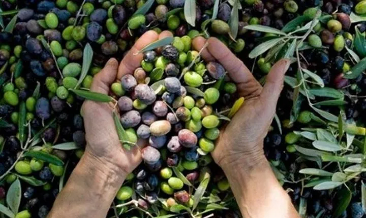 Corinth & Olive Oil Tasting Private Tour from Athens