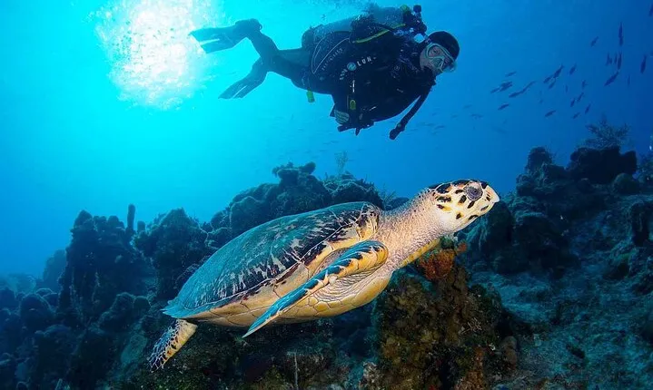 Full Day Diving & Snorkeling Adventure with Lunch in Hurghada