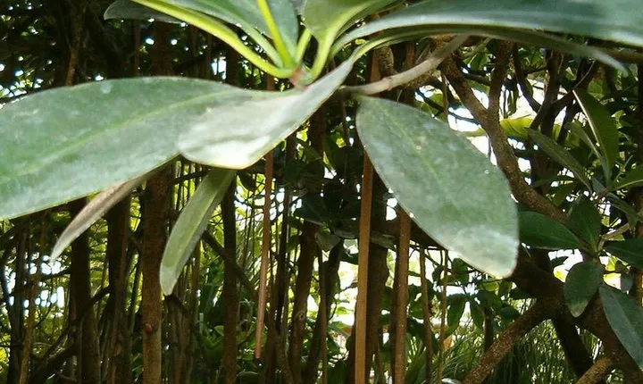 MAKASUTU - cultural forrest, Brikama