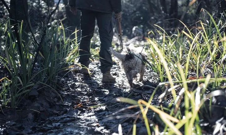 Castelfiorentino: truffle hunting and lunch experience