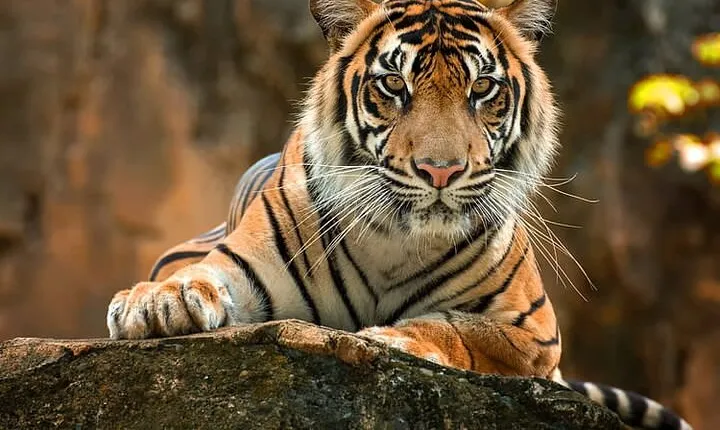 2 Day Jim corbett national park tour with 2 Safari 