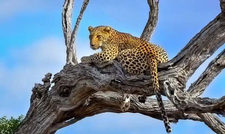 Big 5 Kruger National Park 2 Days Safari from Johannesburg