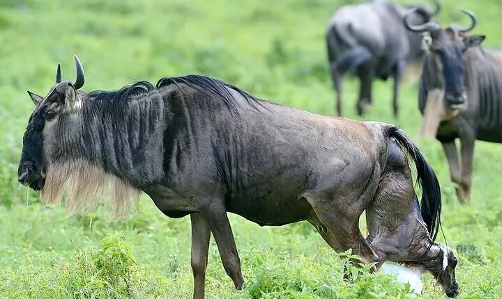  Discover Our 4 Day Serengeti Migration Safari in Ndutu 