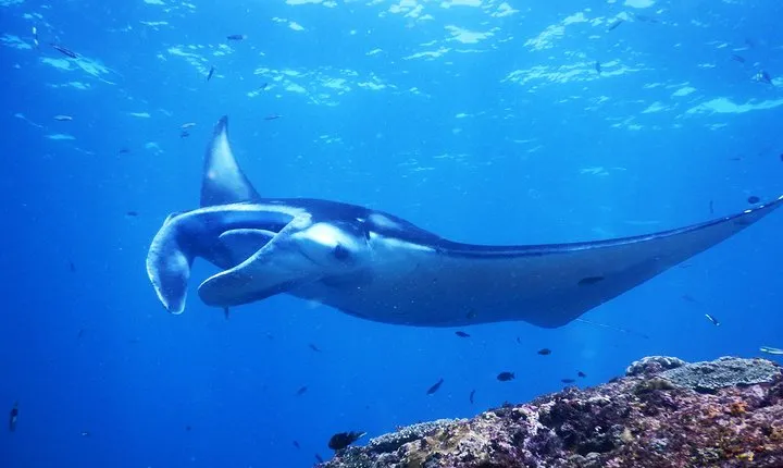 Snorkeling Trip Nusa Penida Bali