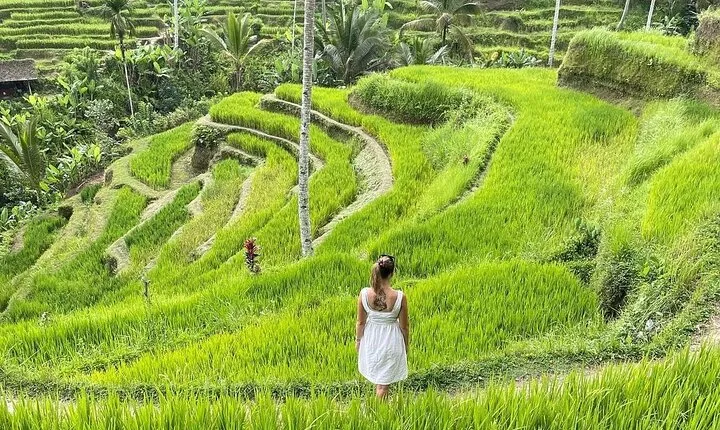 Ulundanu Bratan Temple Waterfall and Tanah Lot Sunset Tour 