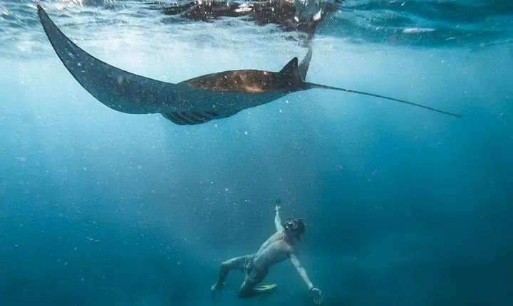 Nusa penida private senorkeling with Manta