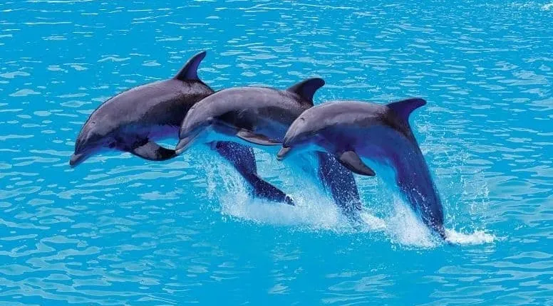 Gold Package Dolphin Trainer for a Day