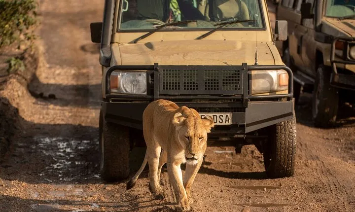 5 Days Private Mid Range Safari 