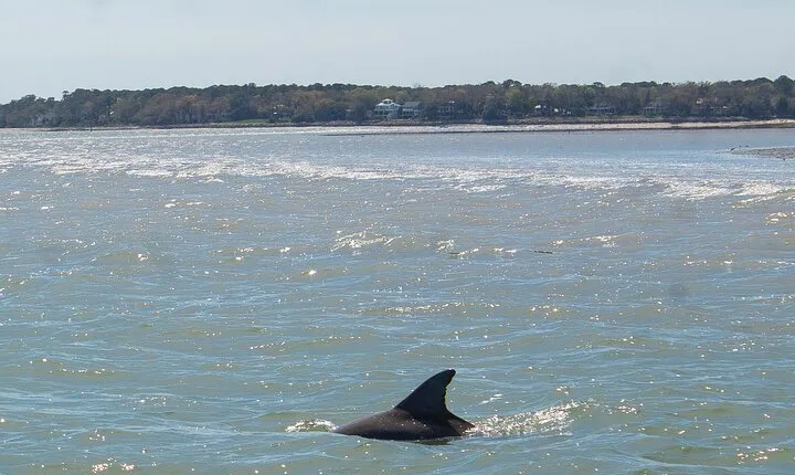 90 Minute Hilton Head Dolphin Tour