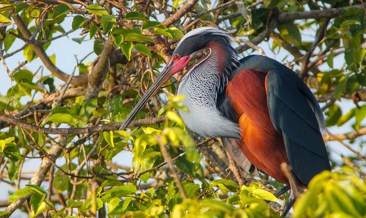 Observation and Photography of Mexican Birds