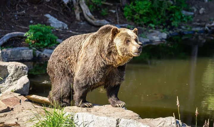 North Vancouver and Grouse Mountain Tour