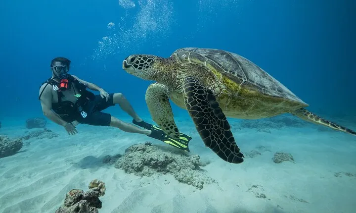 Certified Diver: 2-Tank Shallow Reef Dives off Oahu