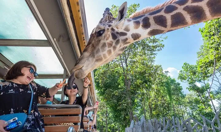 Chiang Mai Night Safari Park Ticket