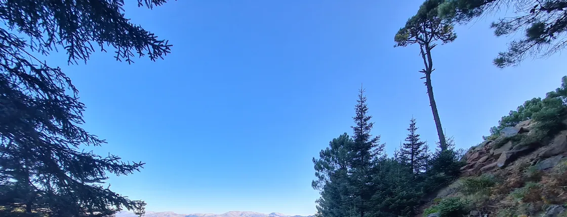 Private Hiking with transfer |  Bosque de Pinsapos "Sierra Bermeja"