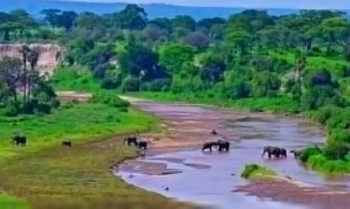 Day Trip Safari to Tarangire National Park